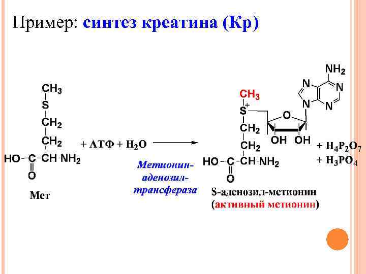 Пример: синтез креатина (Кр) 