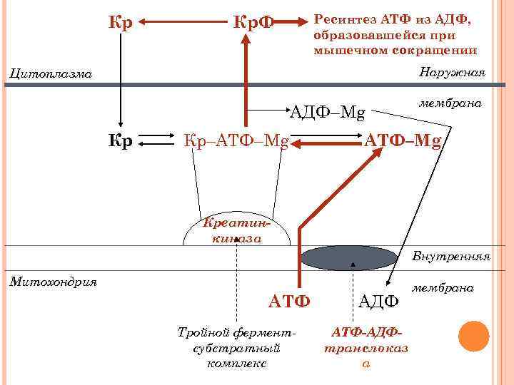 Кр Ресинтез АТФ из АДФ, образовавшейся при мышечном сокращении Кр. Ф Наружная Цитоплазма АДФ–Mg