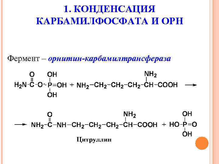 1. КОНДЕНСАЦИЯ КАРБАМИЛФОСФАТА И ОРН Фермент – орнитин-карбамилтрансфераза 