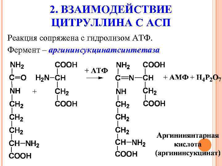 2. ВЗАИМОДЕЙСТВИЕ ЦИТРУЛЛИНА С АСП Реакция сопряжена с гидролизом АТФ. Фермент – аргининсукцинатсинтетаза 