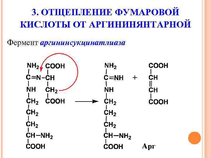 3. ОТЩЕПЛЕНИЕ ФУМАРОВОЙ КИСЛОТЫ ОТ АРГИНИНЯНТАРНОЙ Фермент аргининсукцинатлиаза 