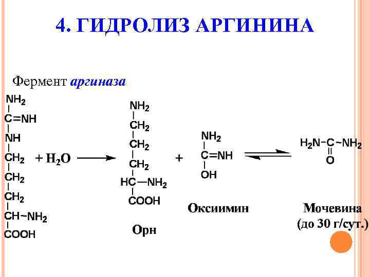 Гидролитические ферменты