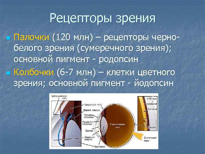 Место скопления зрительных рецепторов сумеречного света