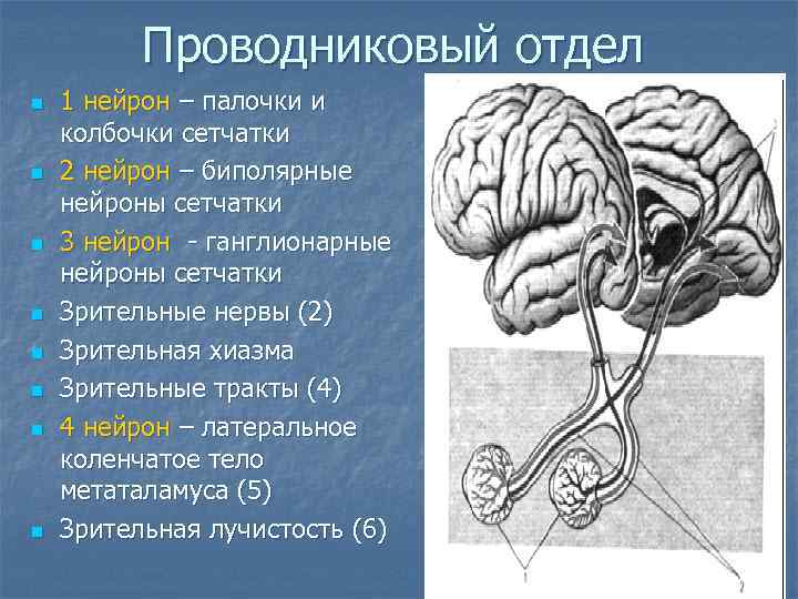 Назовите отделы зрительного анализатора обозначенные на рисунке цифрами 1 и 2 какую функцию