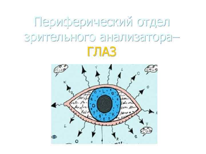 Периферический отдел зрительного анализатора– ГЛАЗ 