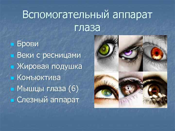 Вспомогательный аппарат глаза n n n Брови Веки с ресницами Жировая подушка Конъюктива Мышцы