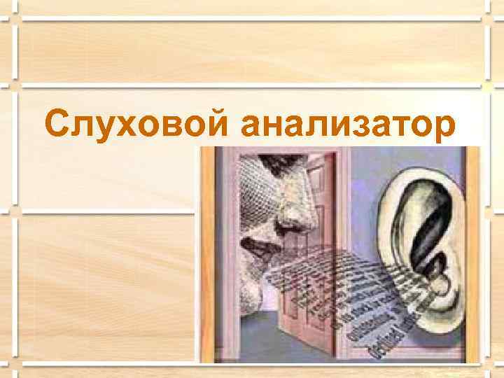 Слуховой анализатор 