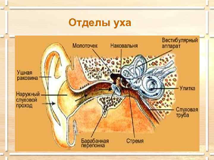 Отделы уха 