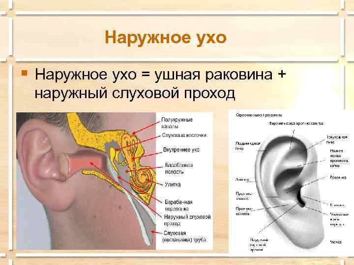 Наружное ухо § Наружное ухо = ушная раковина + наружный слуховой проход 