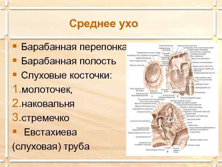 Среднее ухо § Барабанная перепонка § Барабанная полость § Слуховые косточки: 1. молоточек, 2.