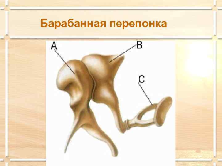 Барабанная перепонка 