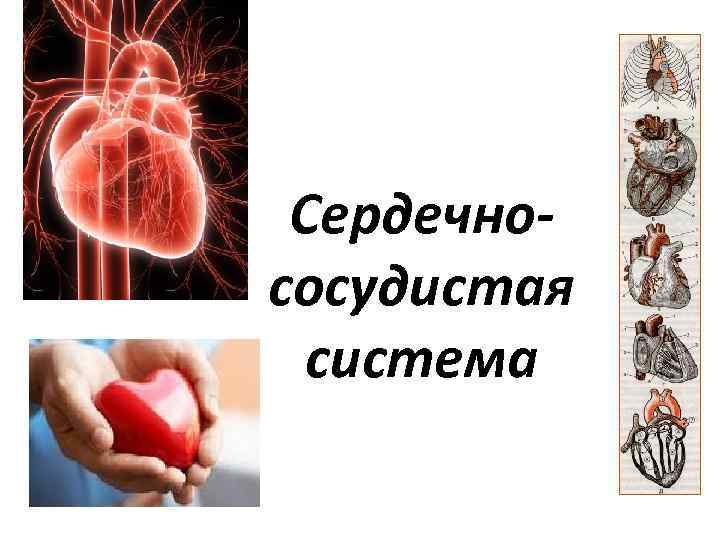 Сердечнососудистая система 