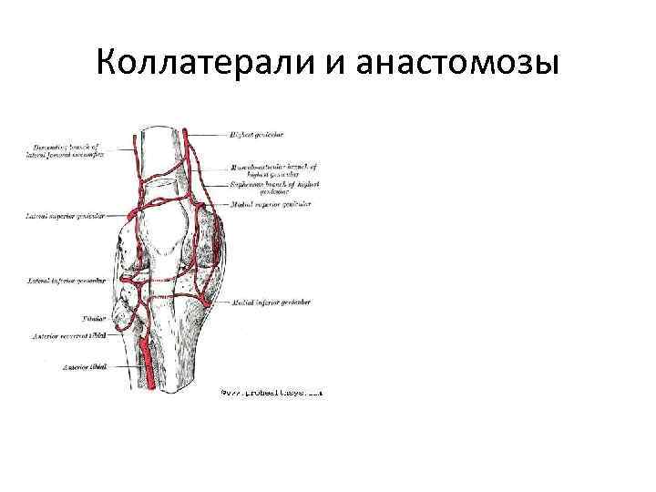 Схема коллатерального кровообращения с обозначениями