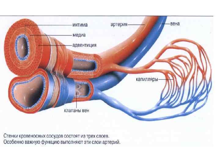 Строение артерий и вен