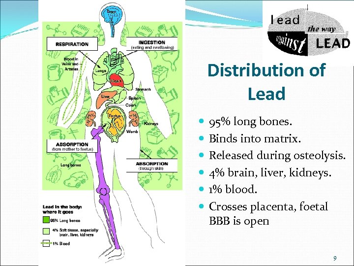 Distribution of Lead 95% long bones. Binds into matrix. Released during osteolysis. 4% brain,