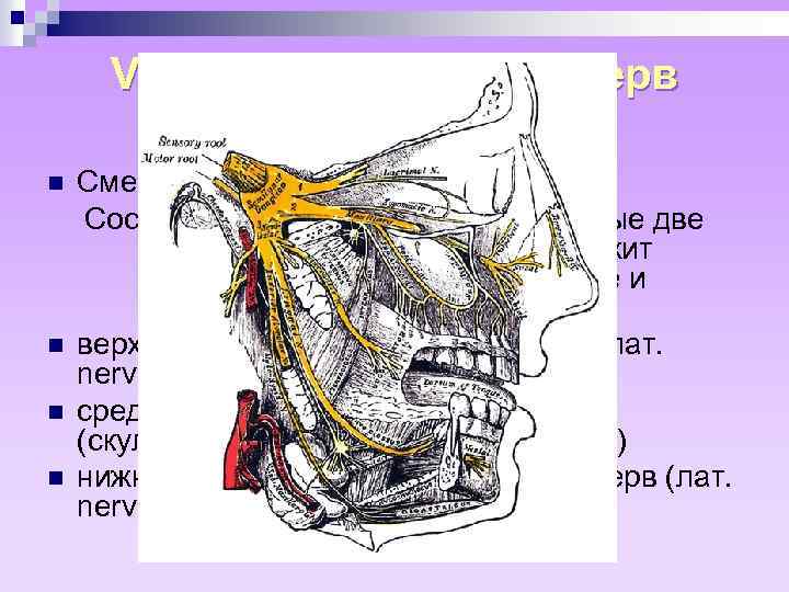 V пара, тройничный нерв n. trigeminus n n Cмешанного типа. Состоит из трёх ветвей.