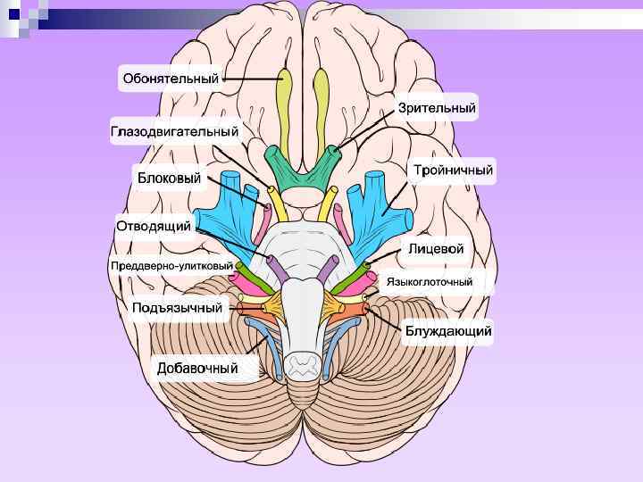 Исследование черепных нервов. 9-12 Нервы Черепные нервы. Черепные нервы 5 и 6. Черепно мозговые нервы отводящий нерв. Глазодвигательный нерв внутри черепа.