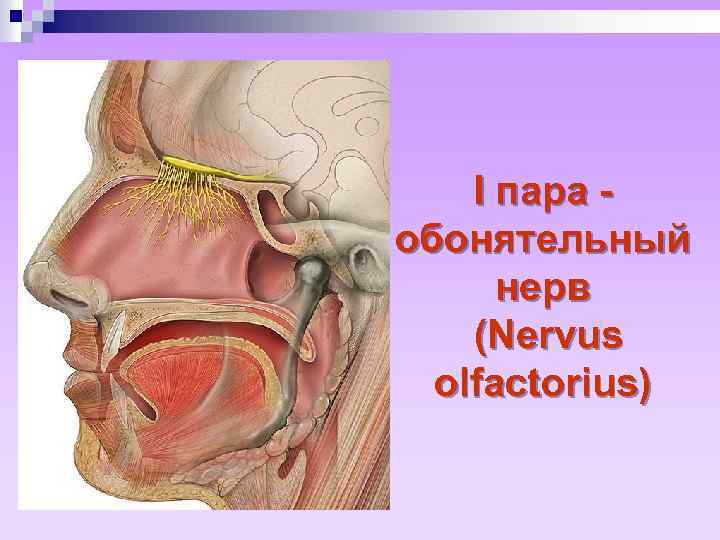 1 пара обонятельный нерв схема