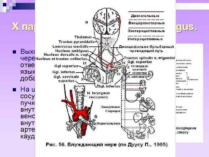 X пара, блуждающий нерв, n. vagus. n Выходит из полости черепа через яремное отверстие