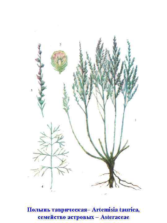 Полынь таврическая– Artemisia taurica, семейство астровых – Asteraceae 