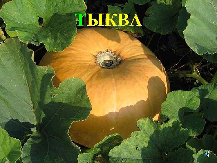 ТЫКВА 