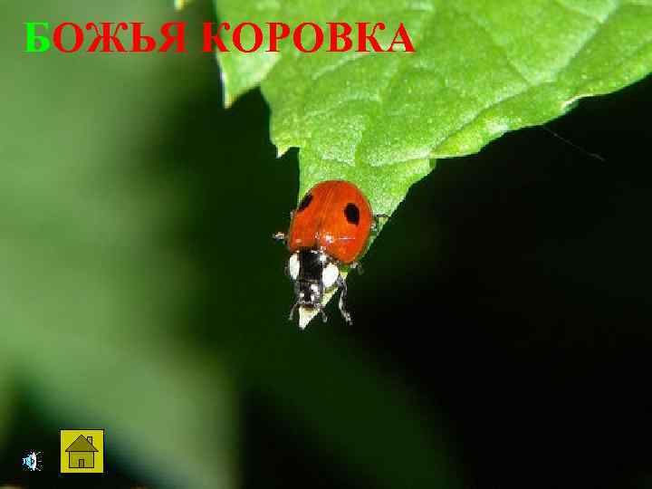 БОЖЬЯ КОРОВКА 