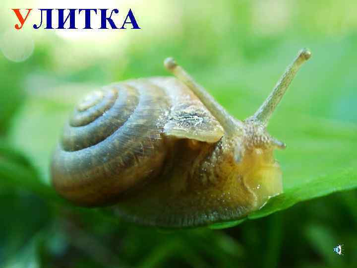 УЛИТКА 