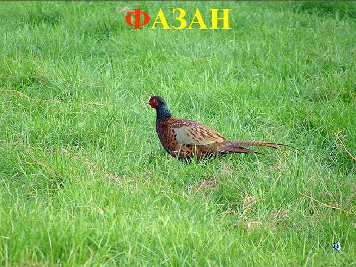 ФАЗАН 