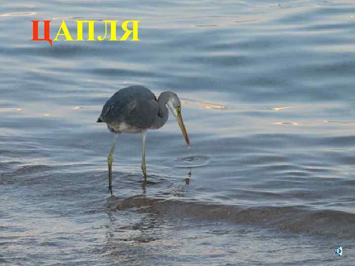 ЦАПЛЯ 