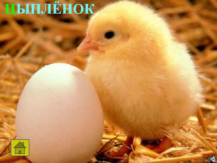 ЦЫПЛЁНОК 