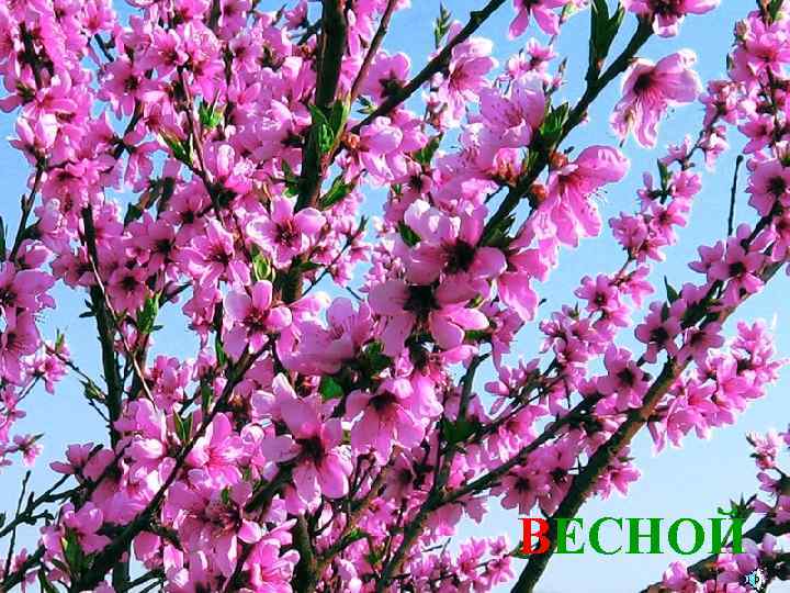 ВЕСНОЙ 