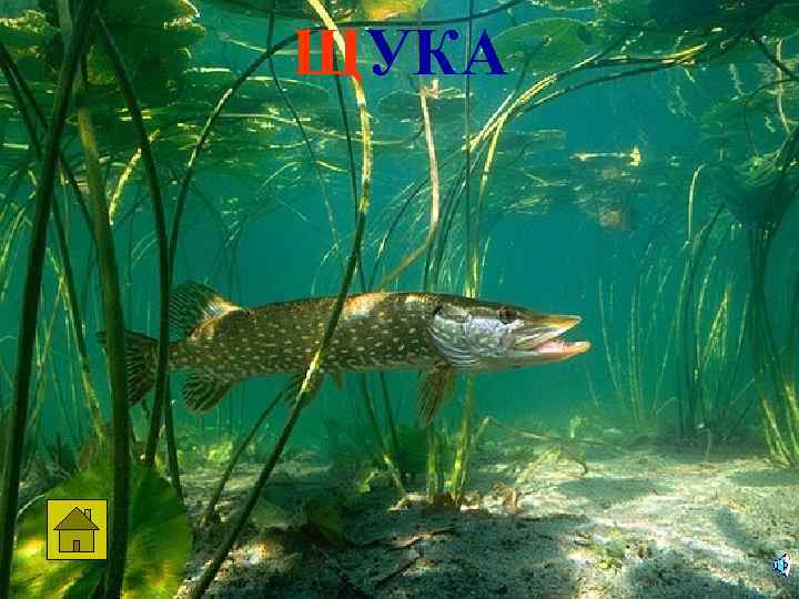 ЩУКА 