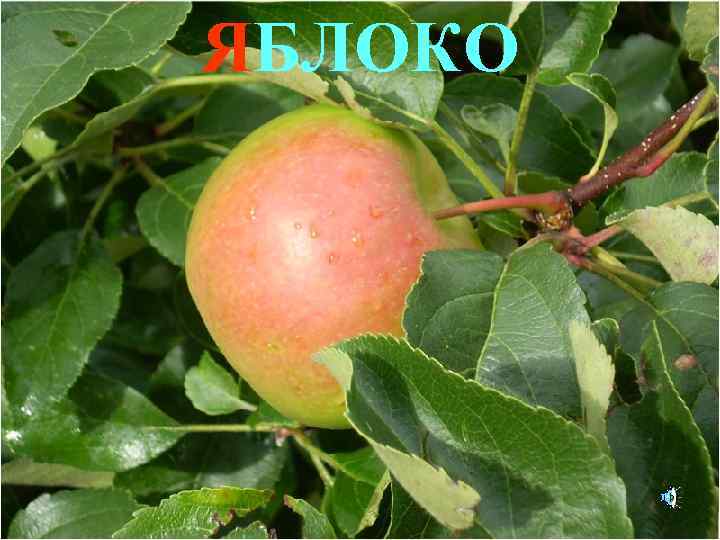 ЯБЛОКО 