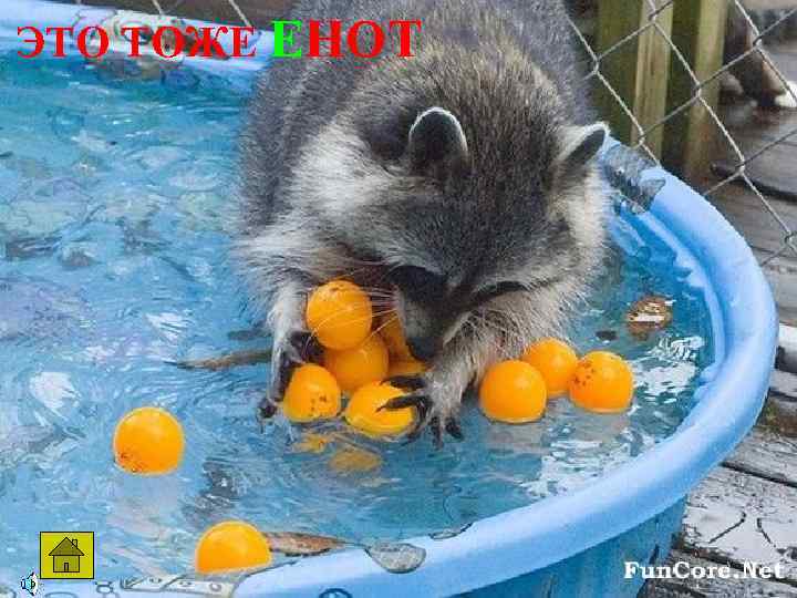 ЭТО ТОЖЕ ЕНОТ 