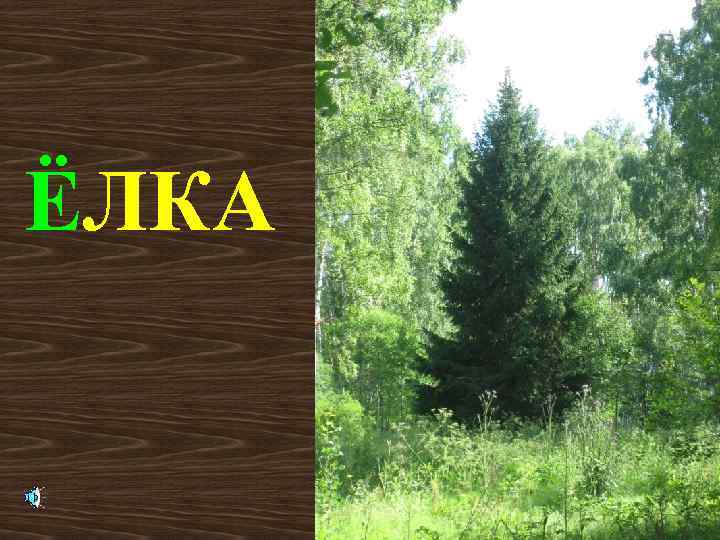 ЁЛКА 