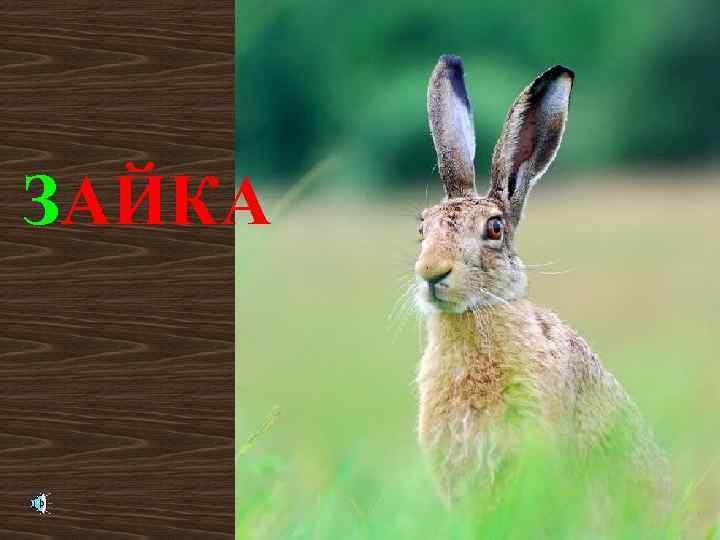 ЗАЙКА 