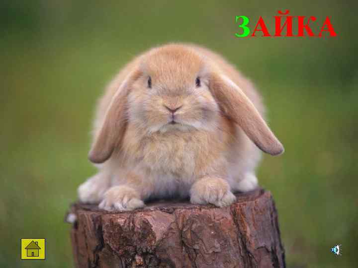 ЗАЙКА 