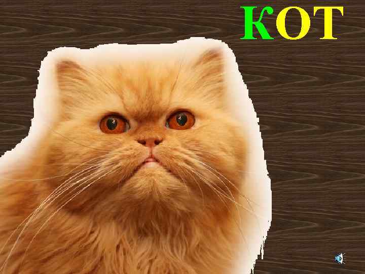 КОТ 