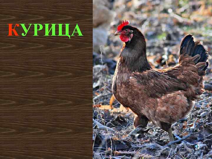 КУРИЦА 