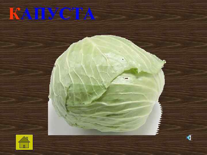 КАПУСТА 