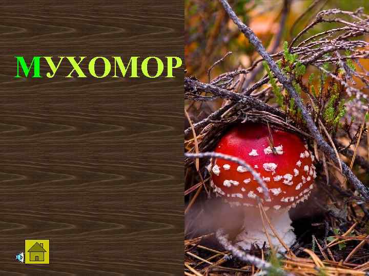 МУХОМОР 