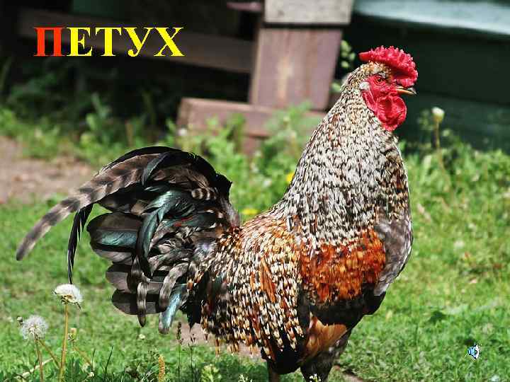 ПЕТУХ 