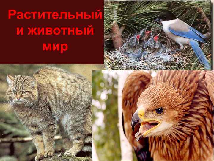 Растительный и животный мир 