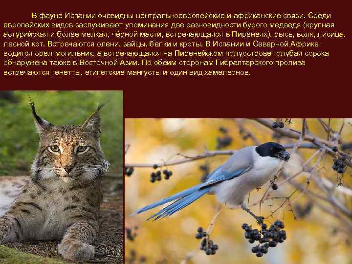  В фауне Испании очевидны центральноевропейские и африканские связи. Среди европейских видов заслуживают упоминания