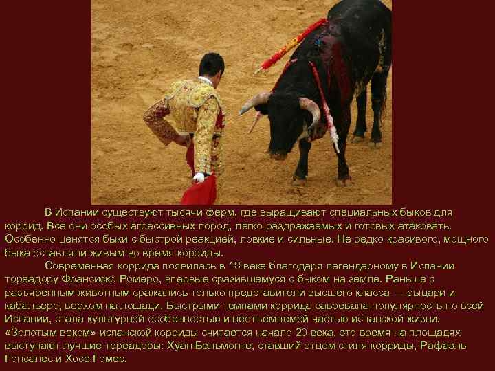  В Испании существуют тысячи ферм, где выращивают специальных быков для коррид. Все они
