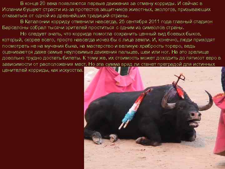  В конце 20 века появляются первые движения за отмену корриды. И сейчас в