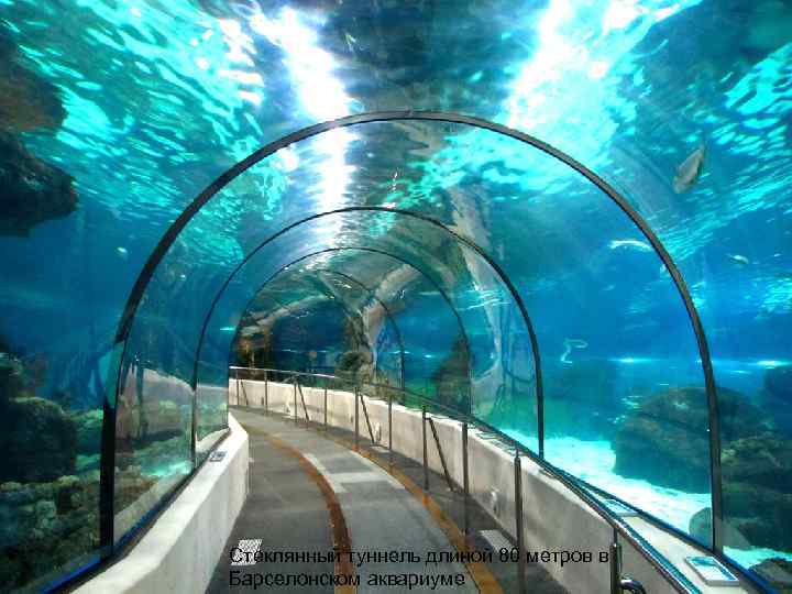 Стеклянный туннель длиной 80 метров в Барселонском аквариуме 