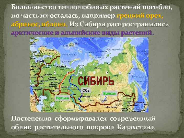 Большинство теплолюбивых растений погибло, но часть их осталась, например грецкий орех, абрикос, яблоня. Из