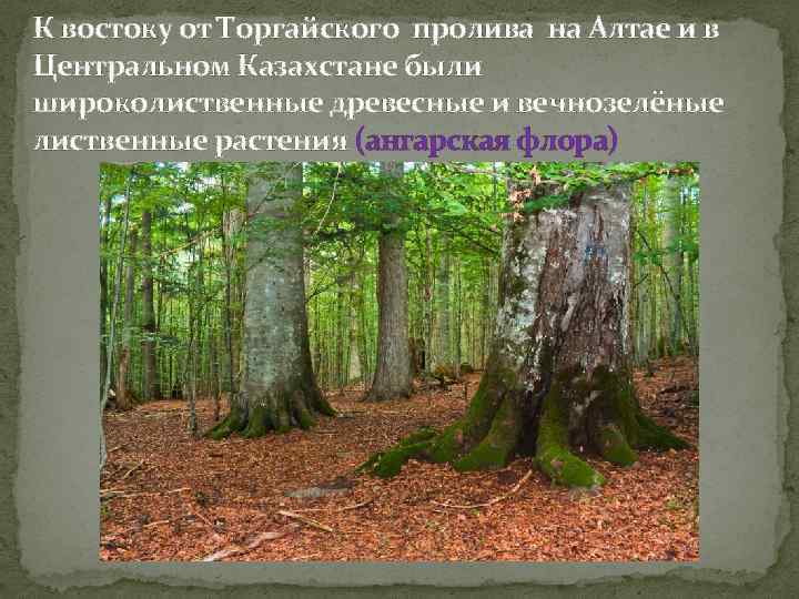 К востоку от Торгайского пролива на Алтае и в Центральном Казахстане были широколиственные древесные