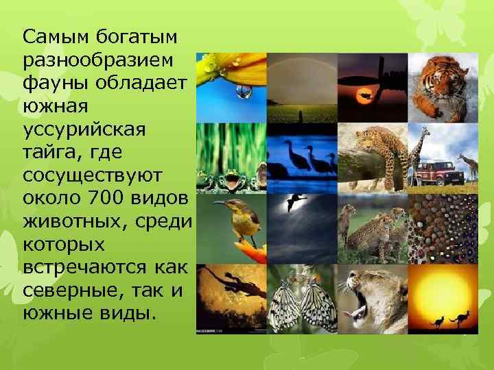 Самым богатым разнообразием фауны обладает южная уссурийская тайга, где сосуществуют около 700 видов животных,